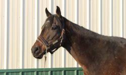 Thoroughbred - Dance Cocoa Dance - Large - Young - Female
DANCE COCOA DANCE is a; 5 yr old, mare, 16.h. Clean legs with no stable vices. Very laid back and quiet mare that is well mannered on the ground and in the saddle. Adoption Fee $600..