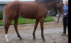 Thoroughbred - Helyna's Dreaming - Large - Young - Female
Helenya is a beautiful 4 yr old, 16.h, bay filly with a blond tail. Just stunning and very flashy! She has just arrived at FLTAP so we will keep you updated with her progress. This horse is for the