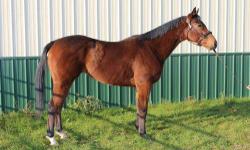 Thoroughbred - Rapide One - Large - Young - Male - Horse
RAPIDE ONE is a 6 yr old, 15.3h, bay gelding. He has recently arrived at FLTAP we will keep you posted on his progress. Update: What a sweet boy!! Just as kind as he can be. Very well mannered on