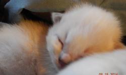 Two males and two females are available from this gorgeous 2 week old litter of babies! Seal bicolor male, seal mitted male with the cutest blaze, blue mitted female, and blue lynx mitted female.
First two vaccinations, de-worming, health certificate, and
