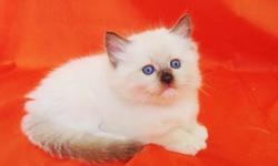 We have 11 beautiful ragdoll kittens for sale. There is a litter of 5 and a litter of 6. They were born on may 24th an 26th. There are many colors and patterns. They are 6 weeks old and will have all shots and and will be fixed before going home. There