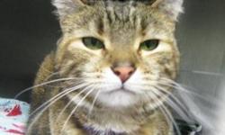 Tiger - Mickayla - Medium - Adult - Female - Cat
CHARACTERISTICS:
Breed: Tiger
Size: Medium
Petfinder ID: 25386473
CONTACT:
Chemung County Humane Society and SPCA | Elmira, NY | 607-732-1827
For additional information, reply to this ad or see:
