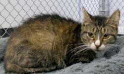 Tiger - Pocus - Medium - Adult - Female - Cat
CHARACTERISTICS:
Breed: Tiger
Size: Medium
Petfinder ID: 25371129
ADDITIONAL INFO:
Pet has been spayed/neutered
CONTACT:
Chemung County Humane Society and SPCA | Elmira, NY | 607-732-1827
For additional