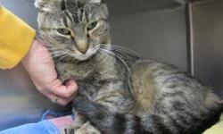 Tiger - Ruthie - Medium - Adult - Female - Cat
CHARACTERISTICS:
Breed: Tiger
Size: Medium
Petfinder ID: 24713819
ADDITIONAL INFO:
Pet has been spayed/neutered
CONTACT:
Chemung County Humane Society and SPCA | Elmira, NY | 607-732-1827
For additional