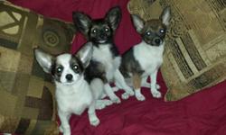 Hi
Itty bitty pocket puppies :)
**they will be 3 to 4 lbs full grown :) **
Papillion Tcup chihuahua designers
Very bubbly personalities...
Shots wormed
Papertrained
And cratetraing
