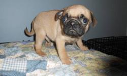 Tiny male Pug, fawn with black velvet muzzle and black points. I may look sad and anxious, but that's just the "look" of my breed: I am actually a bright, cheerful, happy little fella, very pleased to be held and stroked, and loving in return. I come with