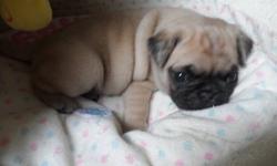 I have no more pugs left at this time, they are all with there new families . If you are interested please contact me to put your name on a waiting list. I am expecting a litter... This price is for fawn or black color pug puppies. Price depends on color