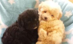 GORGEOUS Tiny Babies!
Non shedding...
NICE..fluffy coats...
Shorkie.. (shihtzu/ yorkie).. ( mom)5lbs.
Tiny toy poodle..4lbs... (Dad)
Little pocket puppies... :)
These cuties are going to be tiny like Dad ...4lbs!
IF YOU'RE LOOKING FOR tiny...you've found