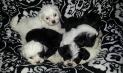 Hi
These little cuties
Are also known as shih poos
Mom is an imperial shih tzu
Dad is a 4 lb toy poodle
ADORABLE!
Shots/wormed
Papertrained/cratetrained
I have little boys..and girls to choose
Feel free to text (607) 429 6310