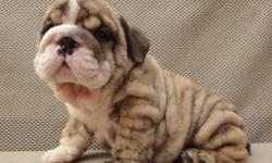 Say hello to our beautiful English Bulldog pups! Our bullies are AKC registered and will come with their health certificate from a certified veterinarian up to date on vaccinations and dewormings. This is our chubbiest and wrinkliest litter of bullies