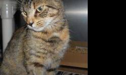 Torbie - Lola - Medium - Adult - Female - Cat
CHARACTERISTICS:
Breed: Torbie
Size: Medium
Petfinder ID: 24392892
ADDITIONAL INFO:
Pet has been spayed/neutered
CONTACT:
Chemung County Humane Society and SPCA | Elmira, NY | 607-732-1827
For additional
