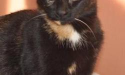 Tortoiseshell - Marianne - Medium - Adult - Female - Cat
Meet Marianne! This playful gal is looking for a home that offers lots of fun and games. Marianne loves to chase shadows, crawl through tunnels and play with toys. Looking to add some excitement to