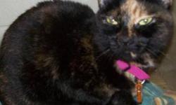 Tortoiseshell - Maxine - Small - Young - Female - Cat
I am gorgeous, don't you agree? I also have a darling personality - and no front claws. I was found wandering around someone's backyard. She put me in a kennel with a note that said where she found me