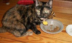 Tortoiseshell - Mittens - Medium - Young - Female - Cat
MITTENS: Mittens is approximately 2 years old and was surrendered when her owner went into a nursing home. She is very sweet, but a bit shy, so she'll do best in a home that is either quiet or