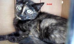 Tortoiseshell - Susie - Medium - Adult - Female - Cat
All HSLC cats have been vet checked and have tested negative for Feline Leukemia and FIV. They are all up to date on vaccines and all adult cats are spayed and neutered. Kitten adopters must agree to
