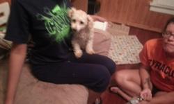 I have a 3 year old female poodle who just had a litter of puppies 7; weeks ago..she weighs about 9 lbs. She is up to date on shots. She loves attention and now I have two jobs so I dont have the time she needs. She is trained and would be great company