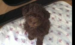 3 Male Chocolate Poodles for sale
Born 11/11/12
Mom is 10 .lbs Dad is 7 .lbs
Ready to go home today.
2 sets of shots given and wormed.
They are absolutely Beautiful and very affectionate