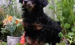 Adorable little male toy poodle! Black and tan.
10 weeks old.
Will be small 5-6 lbs full grown.