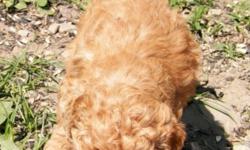I have 3 perfect male red apricot toy poodles for sale, they have been to the vet and have had their first shots, and have been wormed. They will come with a vet certificate of perfect health and a bag of the food they are eating. They have been raised in
