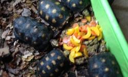 These are all Large & Medium Guyana Red foot tortoises! I have had them all for over a year now and they are all healthy and doing Great! All have smooth shells except the CB Male who is pictured separately! these guys & girls are all big time eaters and