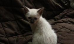 Traditional Siamese Seal point and Chocolate point (1seal male- 2 seal females and 2 chocolate female) Kittens should be ready to go to their new homes around the September 10th ,when they will be eight weeks old Fully weened and litter trained. Adorable,