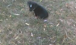 Hi I have a tri color chihuahua that's ready for its new home he is 8 weeks old and won't be no more that 4 or 5 pounds he's a tiny little guy and is very smart. He s doing great potty training and will go outside. He loves kids and very playful. He's got