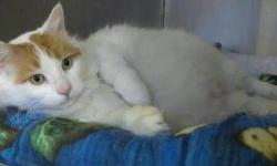 Turkish Van - Chloe - Large - Adult - Female - Cat
As soon as you enter my room, you'll hear my lovely loud purr start up. I'm quite the eye-catcher as well with my beautiful orange and white fluffy coat and rather curvacious body type. I like to tell