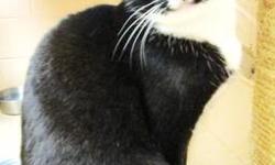 Tuxedo - Lulu - Medium - Young - Female - Cat
I?m a gentle young lady who was born outside where it
wasn?t safe to be a cat. So, I was rescued & taken care of,
but I never got completely used to people. I love the cats here. I do get nice visitors. I just