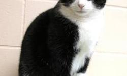 Tuxedo - Tiffany - Medium - Young - Female - Cat
I?m a gentle young lady who was born outside where it
wasn?t safe to be a cat. So, I was rescued & taken care of,
but I never got completely used to people. I love the cats here. I to get nice visitors. I