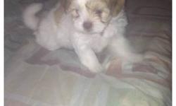 I have Two girls.
Pure Shih Tzu , they about 2month old
They're birthday march 26 2013.
No shots , but they very healthy .
Very playful ,
I only have two girls left .
This ad was posted with the eBay Classifieds mobile app.