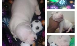 Male & female puppies 4 sale For pricing & more details on pups please contact me @ 347 569 2571 also go check out my ig @SHOTGUNBULLIES