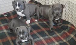 Will be 6 weeks old on June 7th, 2014. $800.00 with UKC Purple Ribbon Registration papers. 3 female and 1 male left for sale if interested or have any questions please ask. thank you
