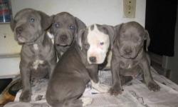 I am selling four registered King Gotti Blue Blood Pitbull puppies. Three males and one female. They are eight weeks old. They are stocky, thick, big heads, vaccinated, de-wormed, paper work available upon request, and ready to go. Father and mother