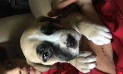 ONE MALE AND TWO FEMALES LEFT HURRY .The ultimate canine companion Bandogge puppies , red nose pit( mother) mastiff ( father) . Parents are good natured, loveable dogs .Mother is very protective of owner and pups father is also very protective of his