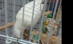 Beautiful , famele all white female cackatiel very friendly and taking bird.
1150.00 cage included. 13 months old