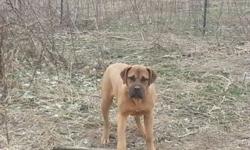These dogs are very loving family dogs and good breeding dogs also. They are a good pedigree, AKC papers. The boy is brindle and the girl is apricot, black mask. They are both up to date on there shots and ready to go. There is a REHOMING FEE SO PLEASE