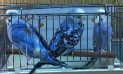I HAVE SOME VERY NICE ENGLISH BUDGIES
FOR SALE FOR $65.00 EACH
ALL YOUNG BIRDS ,THEY HAVE NOT BEEN BRED YET .
.MALES & FEMALES READY FOR BREEDING .I ALSO HAVE A FEW BABIES THAT CAN BE HAND TAME AS LOVING PETS
CALL PEDRO 917-435-0232
OR VISIT THE BIRD SHOP