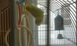 Bonded Yellow Parolet with cage, very qute, feed on most anything