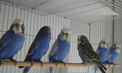 English Budgerigars...I specialize in breeding VIOLET Eng. Budgies. Right now I have opalines, spangles and pieds in violet and mauve. Blues are sometimes available. These are young birds. Violet normals
are $100, all others are $125. Blues are $60. The