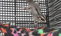 I have two sugar gliders: 1 male, 1 female. Both were rescue gliders I paid high rehoming fees for. They are both great but the female especially takes a while to get used to new people and will hide for a while. They eat a fruit, veggie and HPW Complete