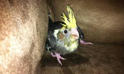 I am looking to adopt/buy a baby cockatiel, prefer pied. max $50.00 please.
e-mail me with your info. Thanks!