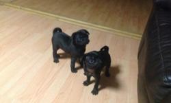 I am looking for a little female pug puppy to raise, train, and love with all my heart. I have a pug- poodle dog that is nine who gets along better with other females. If you have one between the price of $250-$400, let me know! I am willing to drive
