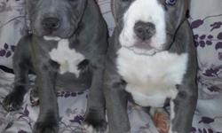 Hey there my family and I are looking for a pitbull. A male pitbull who's 5 months old the most but any younger than that will be fine. We currently own a 3 month old Yorkshire Terrier and we would like to welcome a pit as a new member of the family. Our