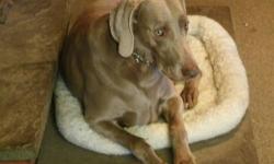 Weimaraner - Always Changing! - Large - Young - Male - Dog
We are always getting more weims in and out of the program... please consider being pre-approved for adoption so you can foster & hopefully adopt the right weim when it comes into NYSWR! e-mail