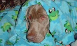 Weimaraner - Foster Homes & Vol - Large - Young - Dog
New York State Weimaraner Rescue is looking for volunteers and foster homes for some special weimaraners! If you are willing to help please contact Jen at [email removed] for information or an an