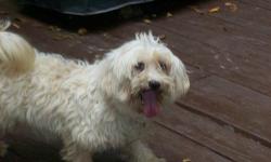 "Lucky" is a white purebred Havanese, a proven stud dog, weighing 11 lbs., born 10/30/2010 up to date on all shots and rabies vaccination. I don't ship but I'm willing to drive up to an hr. to help with long distance delivery. Last litter he fathered 2