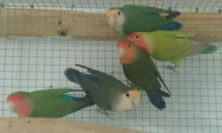We are having a sale on all our peach face lovebirds now. Great low price at only 45 each.