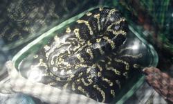Beautiful Pair of Jungle Carpet Pythons!
See Pics!
Located in Elmira, NY
Text Dan @ 607-two15-2900
Thanks!