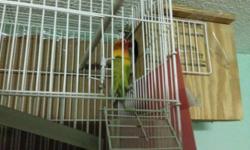 I have a pair of love birds I have a love bird yellow with orange nose and and a blue love bird they did have babies aleady. Comes with cage urgent! 150.00 for both. 75.00 for one.