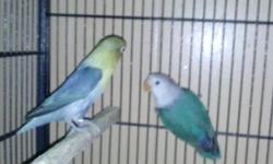 I have two yellow faces and one white sable split two yellow face for sale